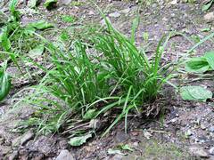 Carex bostrychostigma