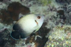 Pearl-Scaled Angelfish photo 2