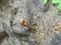 Sceliphron deforme taiwanum