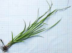 Carex bostrychostigma