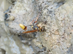 Sceliphron deforme taiwanum