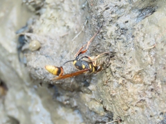 Sceliphron deforme taiwanum