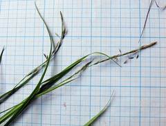 Carex bostrychostigma