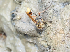 Sceliphron deforme taiwanum