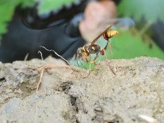 Sceliphron deforme taiwanum