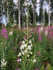 Chamaenerion angustifolium