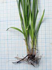 Carex bostrychostigma