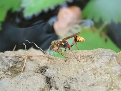 Sceliphron deforme taiwanum