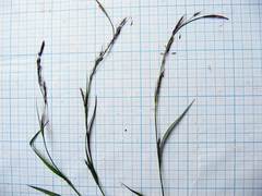 Carex bostrychostigma