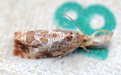 Olethreutes permundana