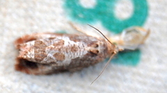 Olethreutes permundana