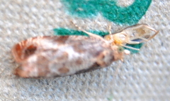 Olethreutes permundana