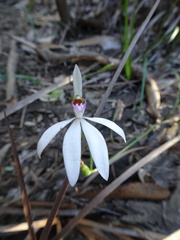 Caladenia picta