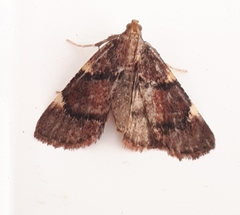 Hypsopygia thymetusalis