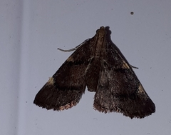 Hypsopygia thymetusalis