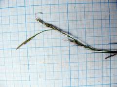 Carex bostrychostigma