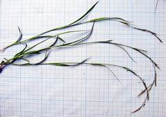 Carex bostrychostigma