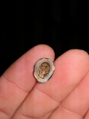 Patelloida latistrigata