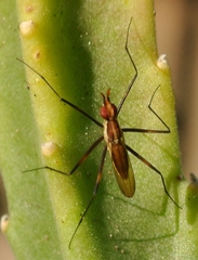 Telostylinus lineolatus