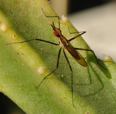 Telostylinus lineolatus
