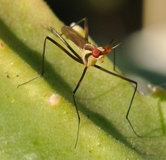Telostylinus lineolatus