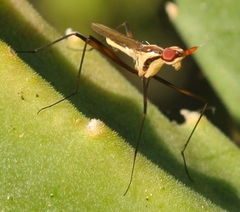 Telostylinus lineolatus