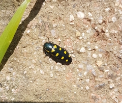 Buprestis octoguttata