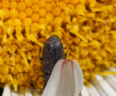 Astylus bourgeoisi