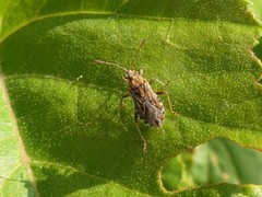 Stictopleurus punctiventris