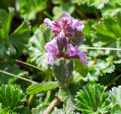 Stachys elliptica