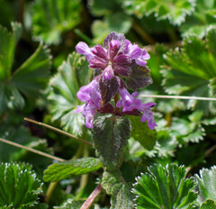 Stachys elliptica