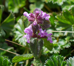 Stachys elliptica