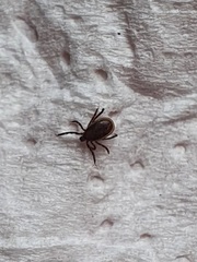 Ixodes