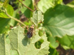Stictopleurus punctiventris