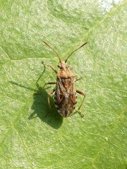 Stictopleurus punctiventris