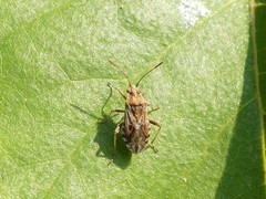 Stictopleurus punctiventris