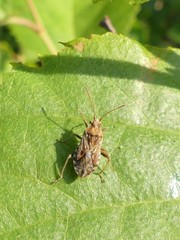 Stictopleurus punctiventris