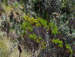 Hypericum laricifolium