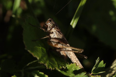 Platycleis grisea