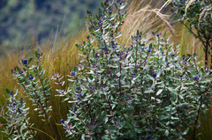Monnina crassifolia