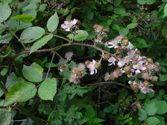 Rubus robiae