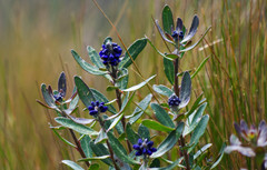 Monnina crassifolia