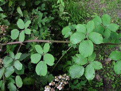 Rubus robiae