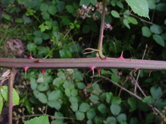 Rubus robiae