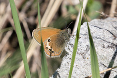 Coenonympha gardetta darwiniana