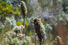 Puya glomerifera