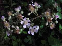 Rubus robiae