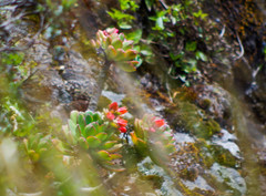 Echeveria quitensis