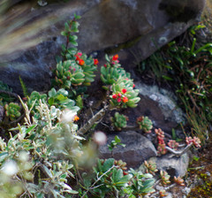 Echeveria quitensis
