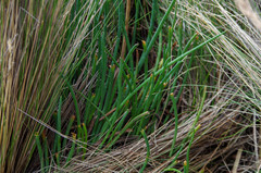 Ottoa oenanthoides